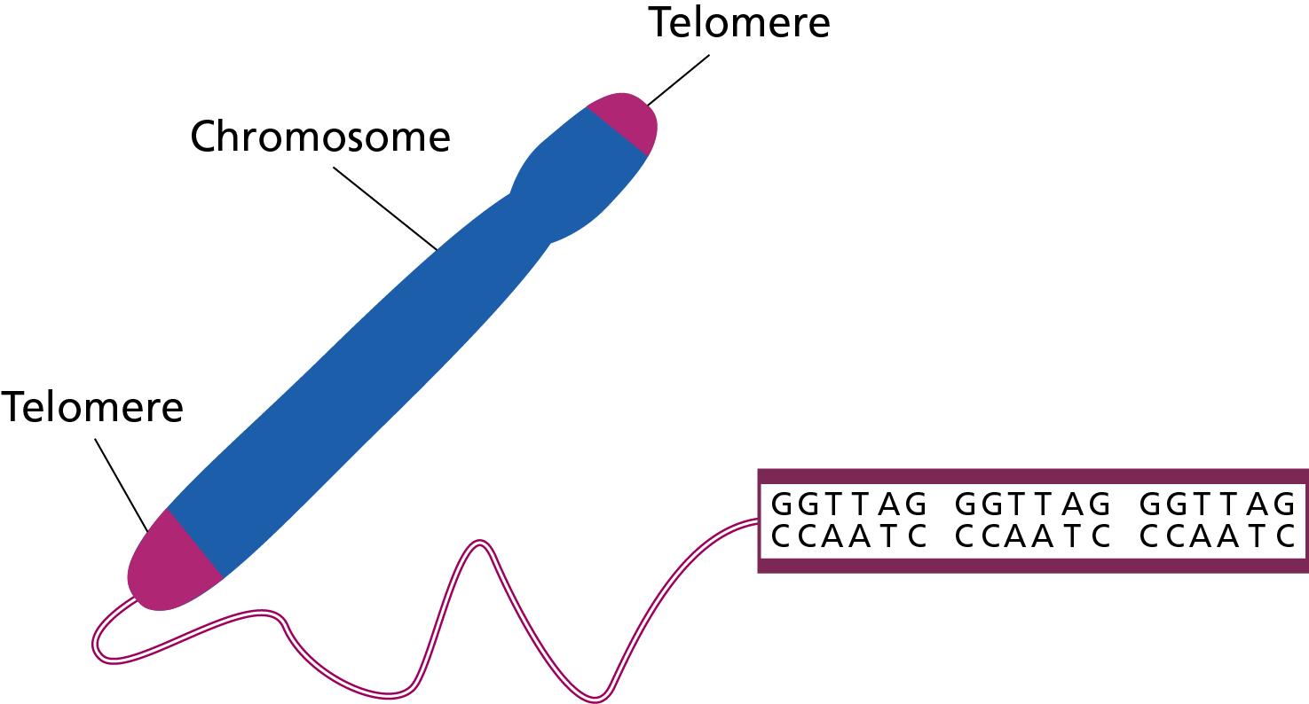 Non-coding DNA — Knowledge Hub